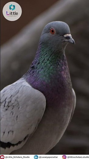 Assimilation vs Accommodation | Piaget theory | By Lavanya Sharma #piaget #cognitivedevelopment