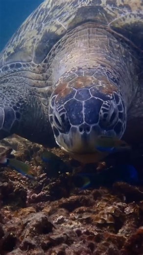 The Turtleman Foundation on Instagram: "🌊✨ A breathtaking encounter 🐢 This majestic male sea turtle reminds us just how extraordinary life beneath the waves truly is. How can you tell it’s a male? ✔️ A long, strong tail extending well beyond the shell ✔️ Larger front flippers built for powerful swimming Sea turtles are true ocean travelers: 🌬️ They rise to the surface for a single breath of air, which can keep them underwater for several minutes. 🛡️ Their shell— with patterns as unique as fi