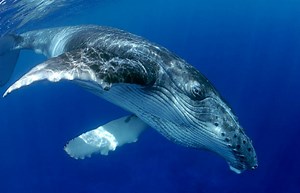 Canada Emphasises Importance of Whale Protection | Marine Science