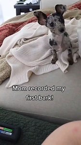 I got my puppy's first bark on camera! 🥹 I can't believe I recorded it! 🥰❤️🐾 #squeaktoy #dogsofinstagram #weratedogs #dachshund #chihuahua #chiweenie #doglife #firstbark #puppylife #puppyvibes | bygollymisterollie