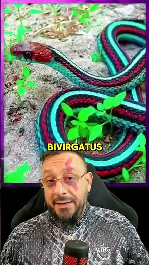 As cobras mais raras do mundo? Biólogo Henrique explica