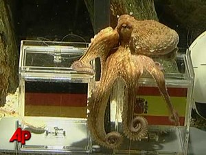 Raw Video: Oracle Octopus Picks Spain