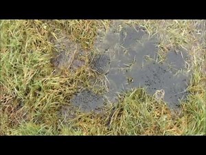 toad and frog spawn on the farm pond