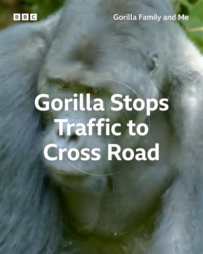 This silverback gorilla shows us that despite there being a road running through it, this is still his jungle 👑 🦍 | BBC Earth