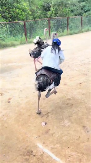 It can be seen that the ostrich is very excited 😂😂😂 #foryou #ostrich #ostrichrider #funnyvideos #lol