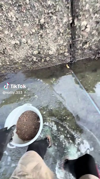 毎年恒例のウナギ穴釣り体験