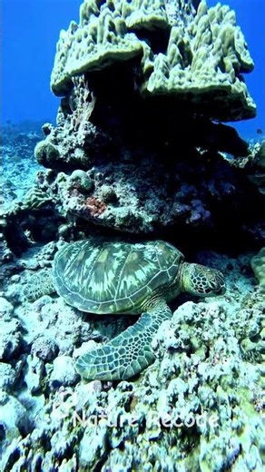 Sea Turtle A Timeless Journey Beneath the Ocean