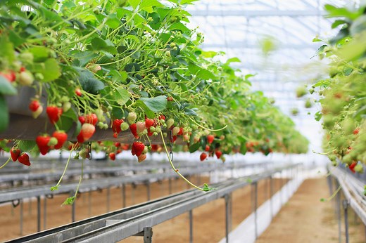 Commercial Greenhouses for Fruits & Vegetables | Prospiant