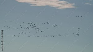 Flock of snow geese flying through the blue sky over Utah as they migrate.