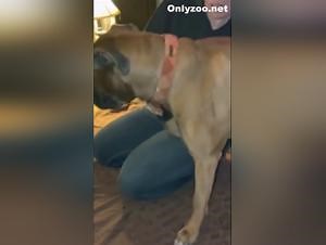 homemade dog fuck xxx