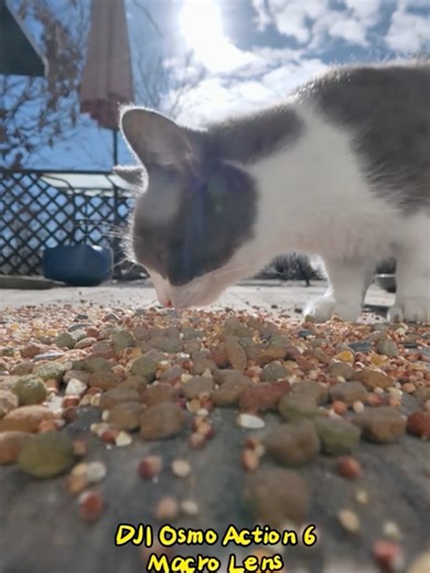 Slow Motion No Name Cat ▢ 4K HDR #Short