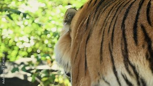 4k120 fps super slow motion video of big male Siberian tiger, panthera tigris altaica walking in forest, hunting in national park in morning sun rays, filmed on Nikon z9 high quality 8k camera