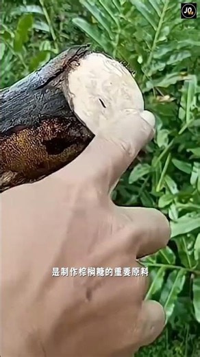 棕榈树流出的白色汁液是什么东西？有什么用处？