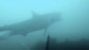 Terrifying GoPro footage shows moment man 'is nearly eaten' by Great White Shark