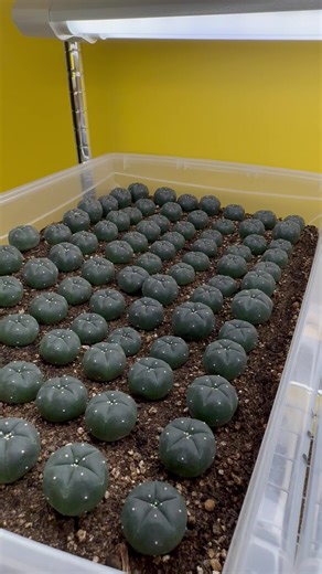 Growing peyote on lighted racks. | Sacred Buttons