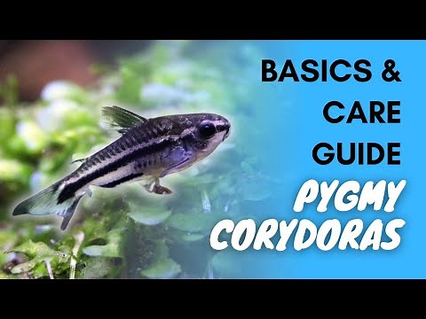 Pygmy Corydoras: Basics And Care Guide