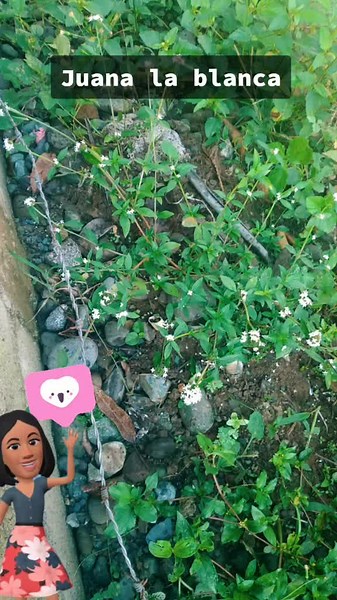 TikTok - Make Your Day