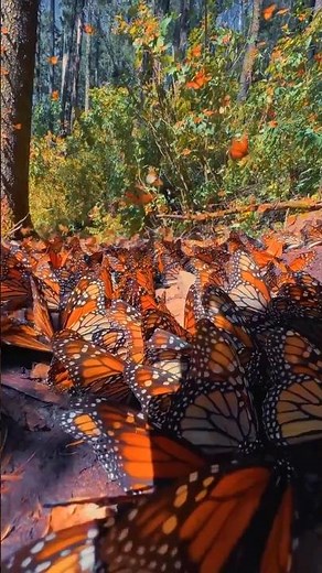 millions of butterflies| Nature's Most Beautiful Migration 🦋