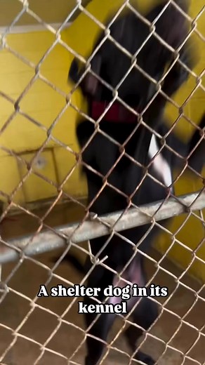 19K views · 507 reactions | Oftentimes our shelter dogs get overlooked because of the way they act in their kennels, but if you take them out, that’s when their personalities truly shine ☀️ | Northshore Humane Society | Facebook