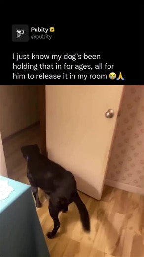 Why Some Dogs Have Long Farts