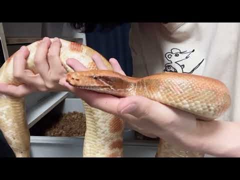 Blood python poop is huge! "SuDaChiWORLD"