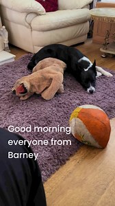 927 reactions · 25 shares | Barney having a little nap | Stephen Kelleher | Facebook