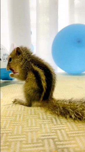 Baby Squirrel Eating Time 🐿️🥜 | Ruby’s Cute Snack Moment 😍 #squirrelfriend #cute