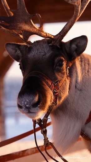 🦌❄️ Every once in a while, you witness something so beautiful… it feels like stepping straight into a Christmas storybook. Watching a reindeer move through the snow — calm, graceful, magical — is one of those moments. The soft jingles of their bells, the frosty breath in the winter air, the peaceful stillness of the North Pole… ❤️✨ It’s the kind of magic that makes you pause and soak it in. The kind of magic that reminds us why we love this season so much. Christmas is coming fast — and little 