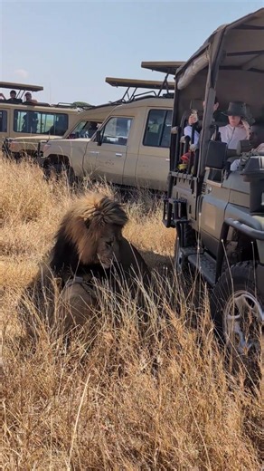 Up Close with Lions in the Wild – An Unforgettable Serengeti National Park Safari