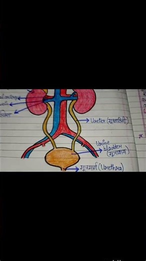 # Excretory system diagram # Biology #