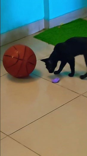 #Balloon Battle with My Playful Cat”“When Cats Meet Balloons 😹🎈”“My Cat vs The Floating Balloon!”“