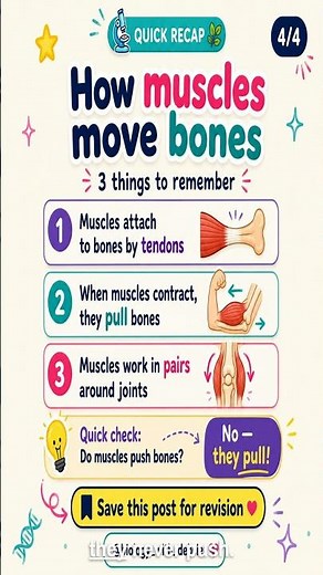 How Do Muscles Pull Bones to Make Your Body Move?