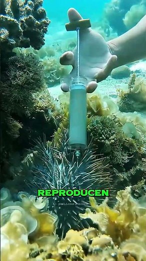 “Why do divers inject starfish to save the reefs?”