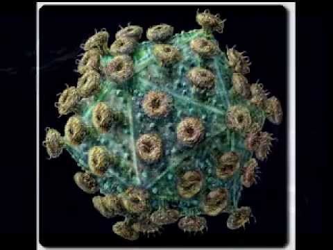 VIRUS-VIROLOGIA