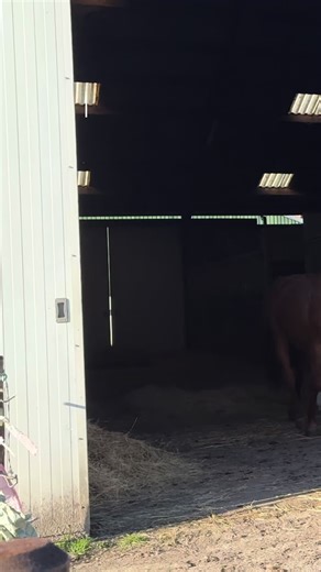 Adorable Foal's First Time Outside! Galloping Fun 🩷🤗
