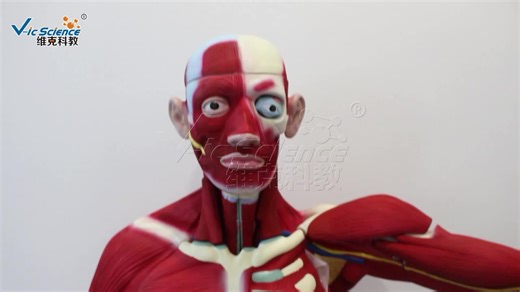 Anatomical Model of Muscles 29-part Human Muscular Figure With Organs Anatomy Model