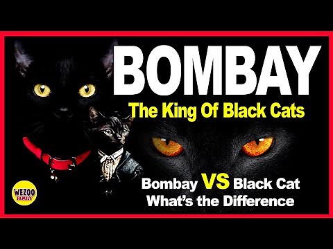 Bombay Cat the King Of Black Cats - (Bombay Cat vs Black Cat) What’s the Difference.