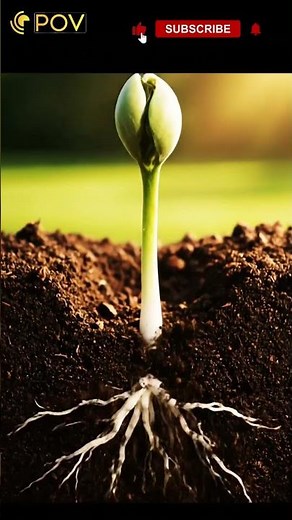 Seed germination process |#aivideo @POV-HM