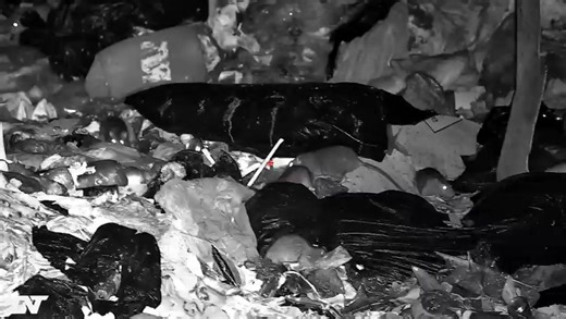 Out controlling rats with this absolutely brilliant set up RTI Arms MORA Paired with the @dnt zulus 3-12 Extremely impressed with the picture quality through the scope.Just editing my latest youtube channel video 📹 I'll get the full video up as soon as possible. Session preview Kit used while out RTI Arms MORA. 22 DNT Optics SunwayfotoT3620CS tripod system JSB Match Diabolo hades Thermtec wild 650 Thermal spotter Check my youtube channel for video clips and full videos 📹 https://youtube.com/@v