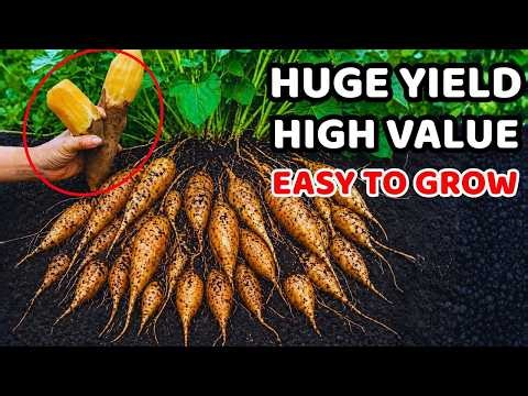 In Vietnam It’s Called Ground Ginseng—Tastes Like Apple And Honey, Nutritious, Why Unknown