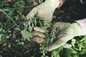 Sélection des meilleurs gants de jardinage - Comparatif août 2026