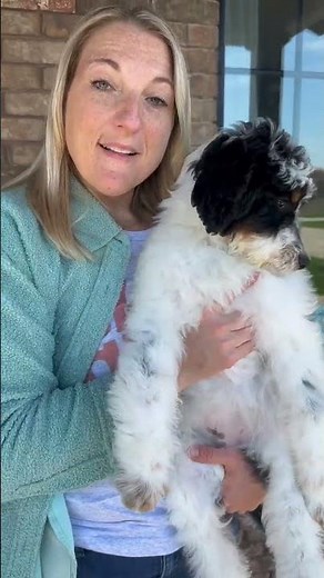 Meet Ariel! Our F1b Standard Bernedoodle Puppy - looking for her forever home! ❤️