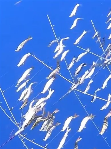 If you’re not trolling a dredge right now… you’re leaving bites on the table. 🎣🔥 Winter ➡️ Spring transition offshore is when fish are moving, feeding, and looking for bait schools. A fishing dredge behind or in line with your spread creates MASSIVE bait presence — and that’s what flips the switch on pelagics. More flash. More commotion. More bites. Serious offshore anglers know — dredges game up the entire spread. Are you running one this season? 👇 #FluidFishing #OffshoreFishing #FishingDred