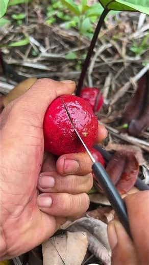 Hanya ada di kalimantan