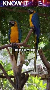 Do Parrots Give Each Other Unique Names?