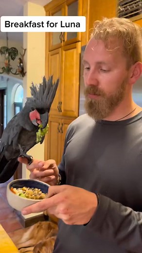 Luna is a Black Palm Cockatoo and a spoiled princess as well. Native to New Guinea, The Aru Islands, and the Cape York Peninsula, Palm Cockatoos have beaks so large that they can’t close their mouths fully! #palmcockatoo #cockatoo #birdsoftiktok #animalsoftiktok #farmlife #breakfast #spoiledbird | Thenatureofitalls | Facebook