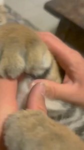 1.9M views · 82K reactions | He's look so adorable! #tigers #animals #adorable #loveanimals #cute #kitty #wildanimals #reelsfacebook #foryou #shorts #fyp | WarZone ASEAN | Facebook