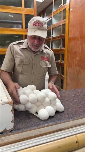 Sticky Snake Eggs 🤯 pythons coat their eggs when they hatch so they stick together 🥚
