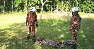 7-metre python captured after feasting on three goats in Kuala Krai [WATCH] | New Straits Times