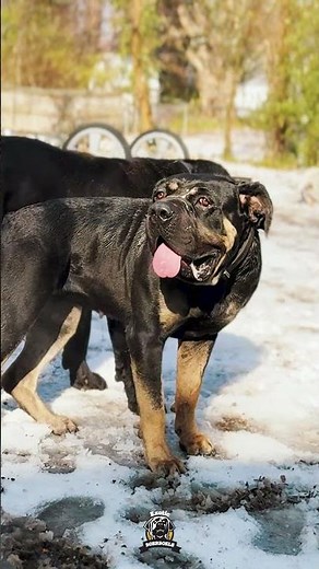 Exclusive by nature Rare by standard #boerboels #dogbreeding #boerboellife